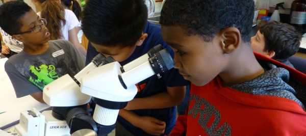 Students look at tadpoles through a microscope.